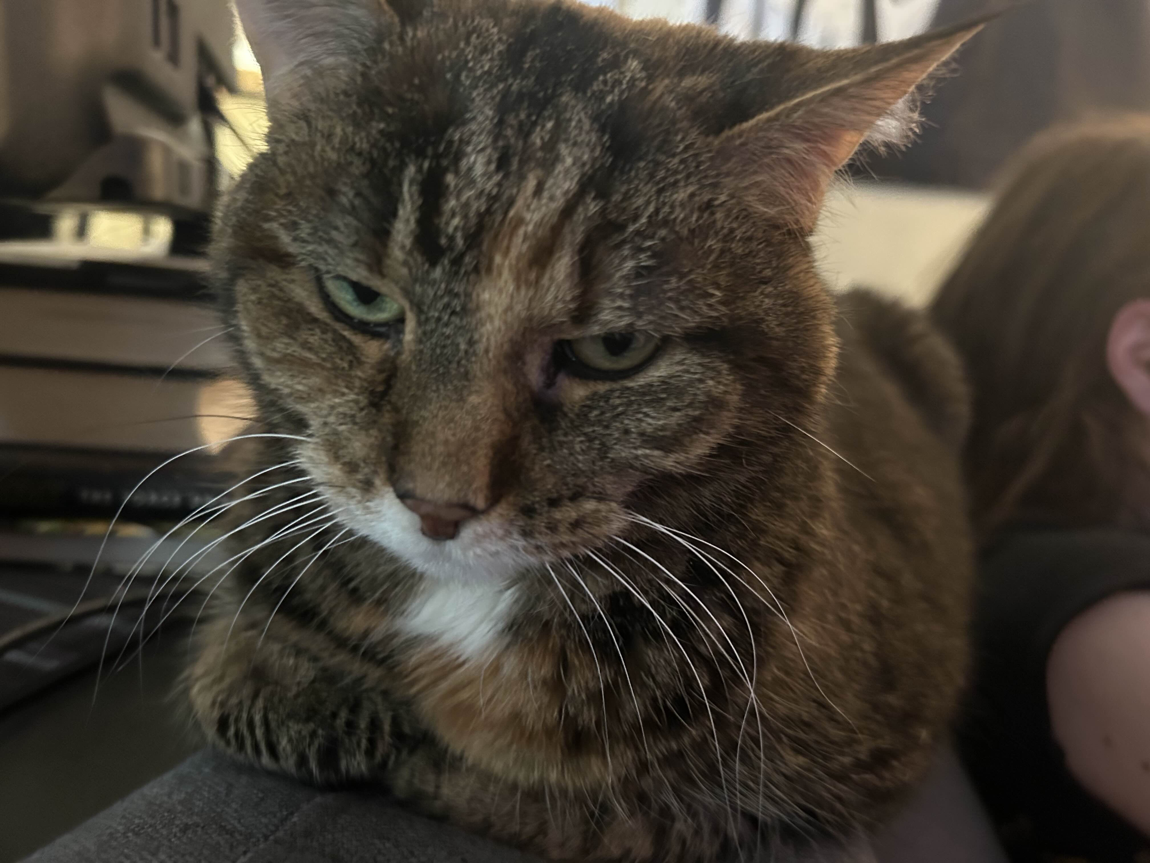 Image of a tabby cat sitting on the back of a couch. He is loafing, with her hands folded under her neatly.